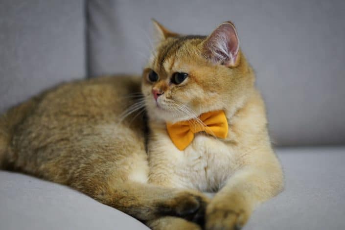 orange tabby cat with orange bowtie