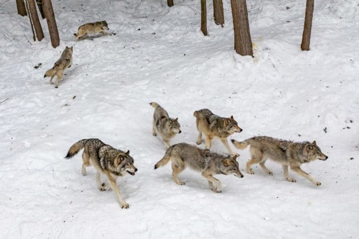 A wolf pack