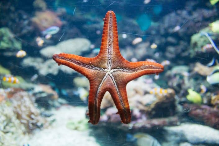 An orange starfish