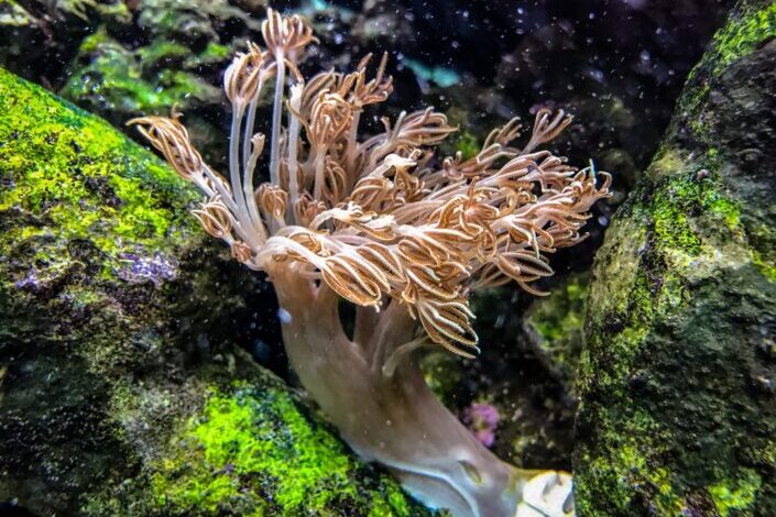 A sea anemone flowing in the current of the aquarium.