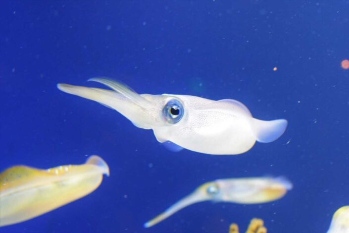 white squid in the underwater