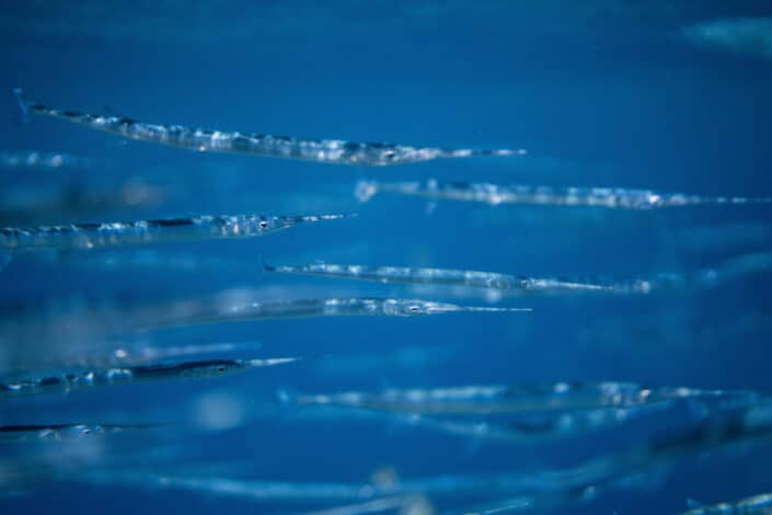 school of swordfish under water