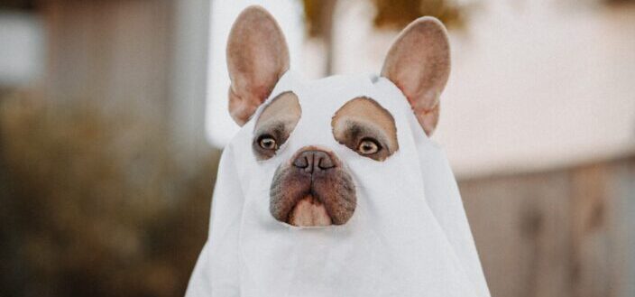 A cute dog dressed in spooky costume